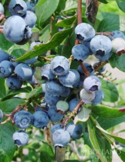 Menu Blueray Blueberry 5 Menu Blueray Blueberry -Gardening Series Store 75157 blueray blueberry