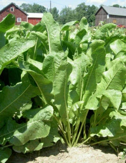 Menu Big Top Horseradish Root 5 Menu Big Top Horseradish Root -Gardening Series Store 75158