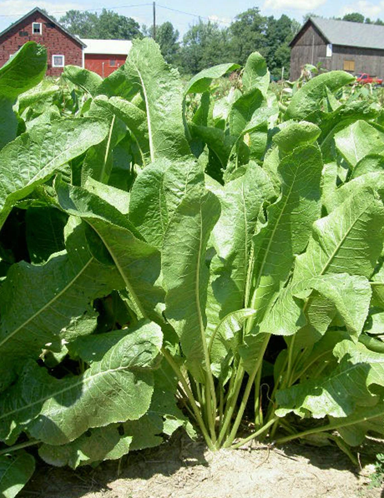 Menu Big Top Horseradish Root 4 Menu Big Top Horseradish Root - Image 2