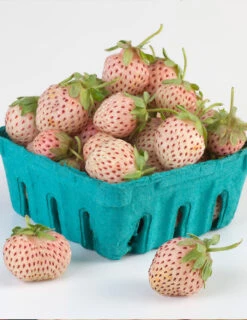 Menu Natural Albino Pineberry 7 Menu Natural Albino Pineberry -Gardening Series Store 75159 2