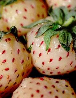 Menu Natural Albino Pineberry 6 Menu Natural Albino Pineberry -Gardening Series Store 75159