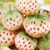 Menu Natural Albino Pineberry -Gardening Series Store 75159 white strawberries