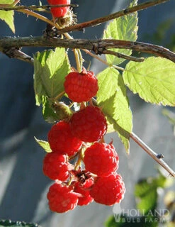 Menu Tula Magic Raspberry -Gardening Series Store 75160 raspberry