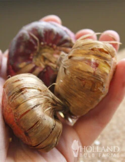 Menu Mixed Gladiolus Super Pack 5 Menu Mixed Gladiolus Super Pack -Gardening Series Store 76108 mixed gladiolus 2 2