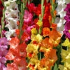 Menu Mixed Gladiolus Super Pack -Gardening Series Store 76108 mixed gladiolus 3
