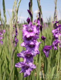 Menu La Vista Pop Gladiolus Collection -Gardening Series Store 76113 anouck large flowering gladiolus 2 1