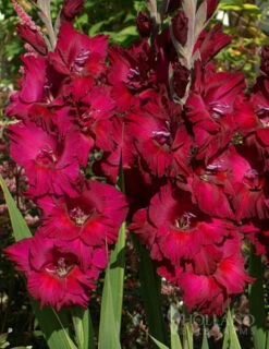 Menu Tropical Drama Gladiolus Collection 8 Menu Tropical Drama Gladiolus Collection -Gardening Series Store 76116 black surprise large flowering gladiolus 1