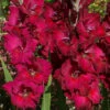 Menu Black Surprise Large Flowering Gladiolus -Gardening Series Store 76116 black surprise large flowering gladiolus