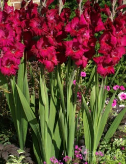 Menu Tropical Drama Gladiolus Collection 9 Menu Tropical Drama Gladiolus Collection -Gardening Series Store 76116 black surprise large flowering gladiolus 2 1