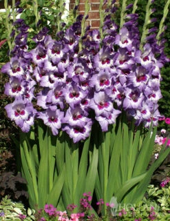 Menu Vista Hybrid Gladiolus -Gardening Series Store 76136 vista hybrid gladiolus 2 1