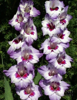 Menu La Vista Pop Gladiolus Collection -Gardening Series Store 76136 vista hybrid gladiolus