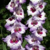 Menu Vista Hybrid Gladiolus 2 Menu Vista Hybrid Gladiolus -Gardening Series Store 76136 vista hybrid gladiolus 3