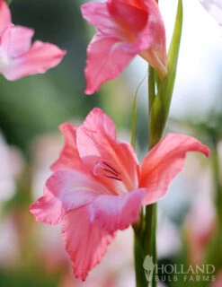 Menu Mixed Hardy Miniature Gladiolus -Gardening Series Store 76142 charming beauty hardy mini gladiolus 2 2