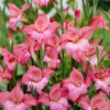 Menu Charming Beauty Hardy Mini Gladiolus
