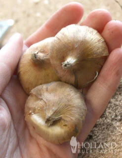 Menu Charming Pink Summer Flowers Collection 24 Menu Charming Pink Summer Flowers Collection -Gardening Series Store 76142 charming beauty mini gladiolus 2 2