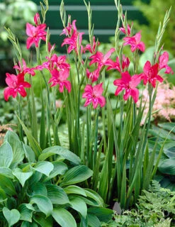 Menu Hardy Mini Gladiolus Collection -Gardening Series Store 76142 charming beauty mini gladiolus 3 1