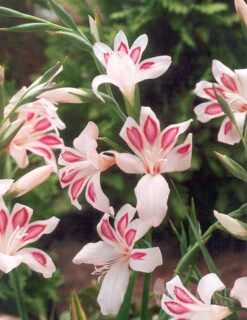 Menu Hardy Mini Gladiolus Collection -Gardening Series Store 76143 impressive hardy miniature gladiolus 1