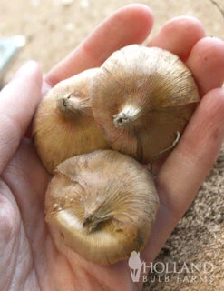 Menu Hardy Mini Gladiolus Collection -Gardening Series Store 76143 impressive hardy miniature gladiolus 2 1