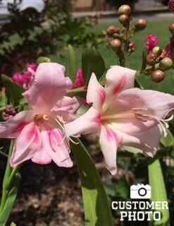 Menu Hardy Mini Gladiolus Collection -Gardening Series Store 76143 impressive hardy miniature gladiolus 3 1