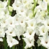 Menu White Gladiolus Value Bag -Gardening Series Store 76146 white gladiolus