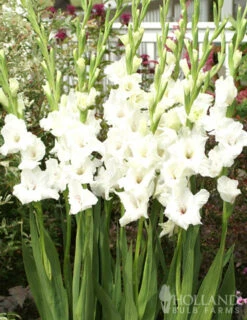 Menu Floral Punch Gladiolus Collection 14 Menu Floral Punch Gladiolus Collection -Gardening Series Store 76146 white gladiolus 2 2