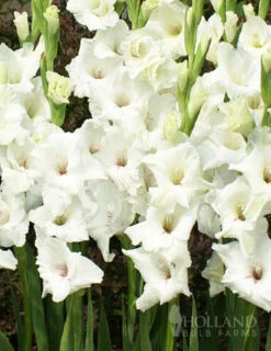 Menu White Gladiolus Value Bag