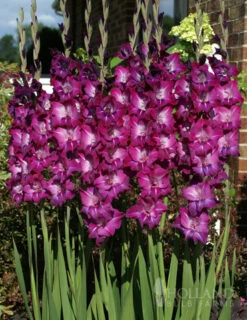 Menu Grape Gladiolus Collection -Gardening Series Store 76147 purple gladiolus 1
