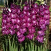 Menu Purple Gladiolus Value Bag 1 Menu Purple Gladiolus Value Bag -Gardening Series Store 76147 purple gladiolus
