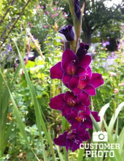 Menu Purple Gladiolus Value Bag -Gardening Series Store 76147 purple gladiolus 3