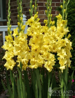 Menu Sunset Gladiolus Collection -Gardening Series Store 76150 yellow gladiolus 2 1
