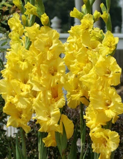 Menu Yellow Gladiolus Value Bag