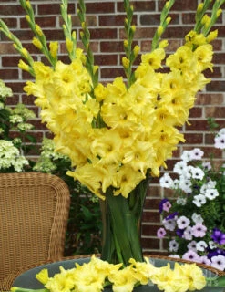 Menu Yellow Gladiolus Value Bag -Gardening Series Store 76150 yellow gladiolus 3