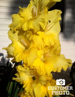 Menu Sunset Gladiolus Collection -Gardening Series Store 76150 yellow gladiolus 4 1