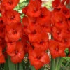 Menu Red Gladiolus Value Bag -Gardening Series Store 76151 red gladiolus 1