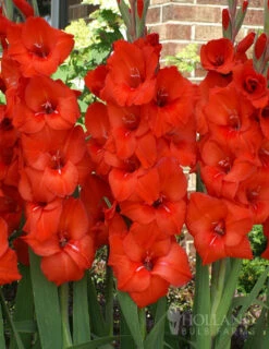 Menu Sunset Gladiolus Collection -Gardening Series Store 76151 red gladiolus