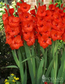 Menu Sunset Gladiolus Collection -Gardening Series Store 76151 red gladiolus 3