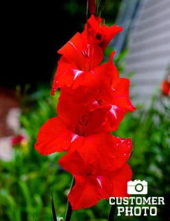 Menu Red Gladiolus Value Bag -Gardening Series Store 76151 red gladiolus 4 1