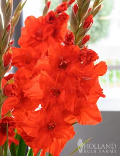 Menu Sunset Gladiolus Collection -Gardening Series Store 76151 red gladiolus 5