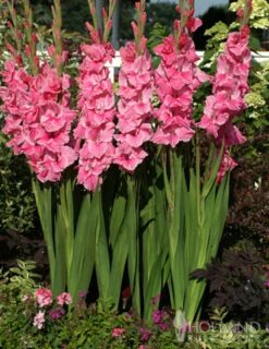 Menu Floral Punch Gladiolus Collection 19 Menu Floral Punch Gladiolus Collection -Gardening Series Store 76152 pink gladiolus value bag 2
