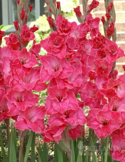Menu Floral Punch Gladiolus Collection 18 Menu Floral Punch Gladiolus Collection -Gardening Series Store 76152 pink gladiolus value bag