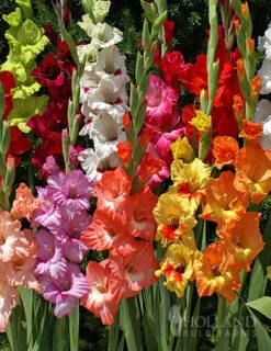 Menu Ultimate Garden Collection 21 Menu Ultimate Garden Collection -Gardening Series Store 76153 mixed gladiolus 1