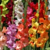 Menu Mixed Gladiolus Value Bag -Gardening Series Store 76153 mixed gladiolus