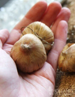 Menu Ultimate Garden Collection 22 Menu Ultimate Garden Collection -Gardening Series Store 76153 mixed gladiolus value bag 1