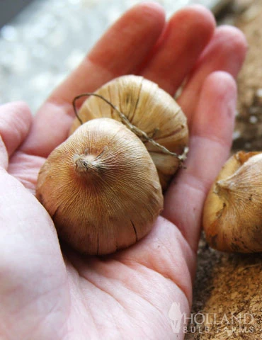 Menu Mixed Gladiolus Value Bag 4 Menu Mixed Gladiolus Value Bag - Image 2