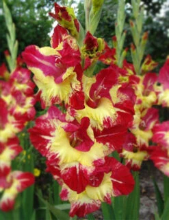 Menu Tropical Drama Gladiolus Collection 11 Menu Tropical Drama Gladiolus Collection -Gardening Series Store 76160 1