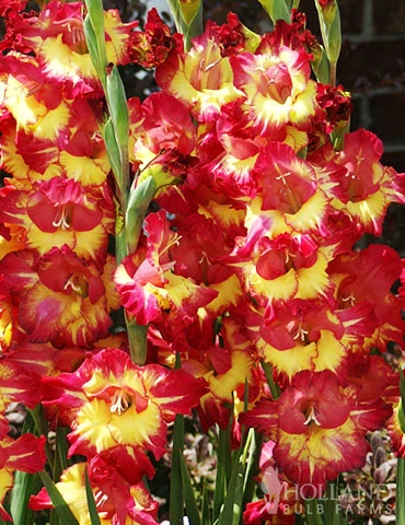 Menu Tropical Drama Gladiolus Collection 6 Menu Tropical Drama Gladiolus Collection - Image 4