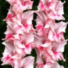 Menu Tampico Pink Gladiolus -Gardening Series Store 76161 tampico gladiolus 2 1