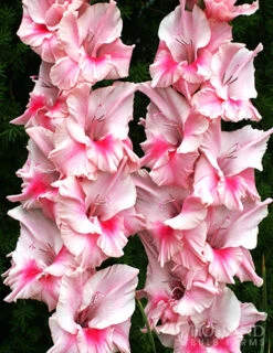 Gardening Series Store 32 Menu Tampico Pink Gladiolus