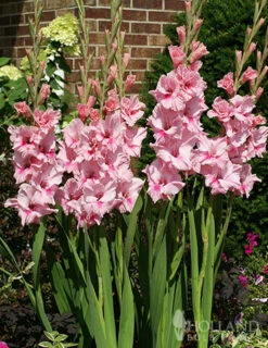 Menu La Vista Pop Gladiolus Collection -Gardening Series Store 76161 tampico gladiolus