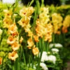 Menu Ovatie Gladiolus -Gardening Series Store 76162 ovatie gladiolus 1